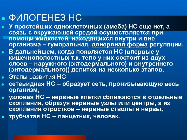 ФИЛОГЕНЕЗ НС У простейших одноклеточных (амеба) НС еще нет, а