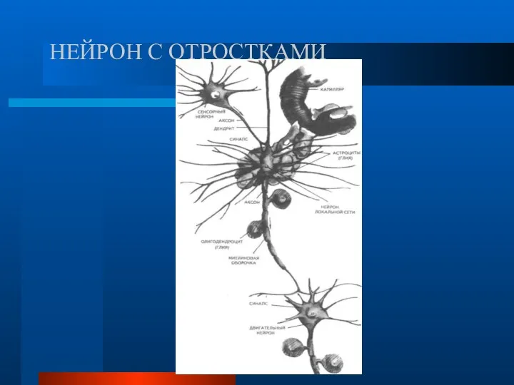 НЕЙРОН С ОТРОСТКАМИ