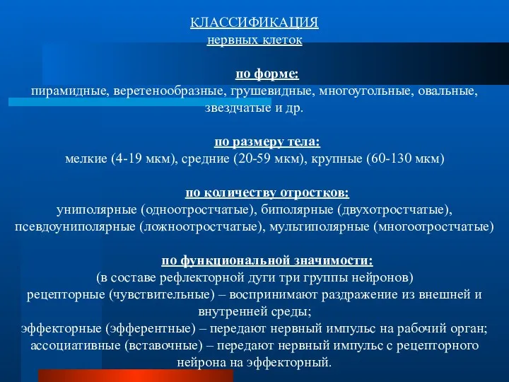 КЛАССИФИКАЦИЯ нервных клеток по форме: пирамидные, веретенообразные, грушевидные, многоугольные, овальные,