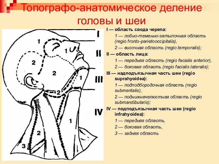 Топографо-анатомическое деление головы и шеи I — область свода черепа: 1 — лобно-теменно-затылочная