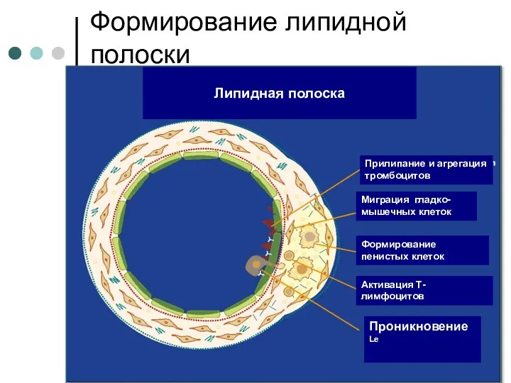 Формирование липидной полоски Липидная полоска Прилипание и агрегация тромбоцитов Проникновение