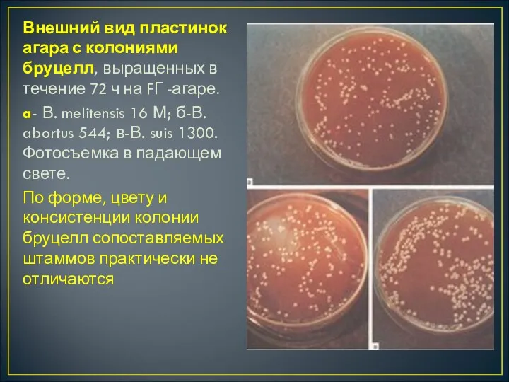 Внешний вид пластинок агара с колониями бруцелл, выращенных в течение