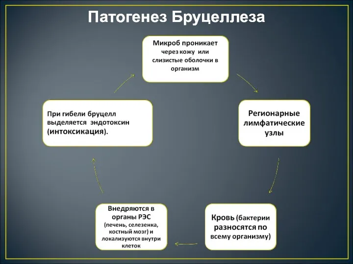 Патогенез Бруцеллеза Патогенез Бруцеллеза