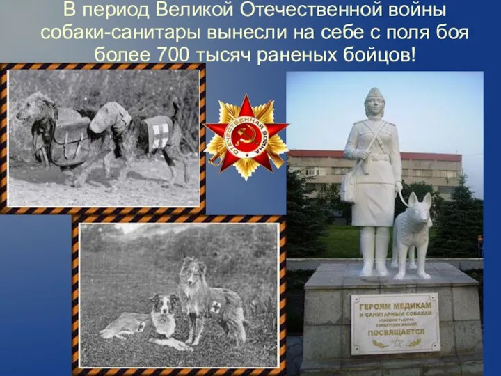 В период Великой Отечественной войны собаки-санитары вынесли на себе с