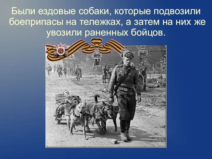 Были ездовые собаки, которые подвозили боеприпасы на тележках, а затем на них же увозили раненных бойцов.