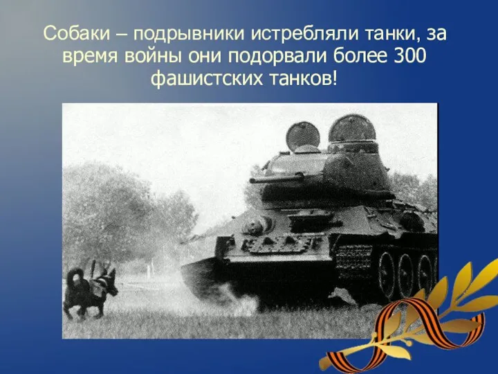 Собаки – подрывники истребляли танки, за время войны они подорвали более 300 фашистских танков!