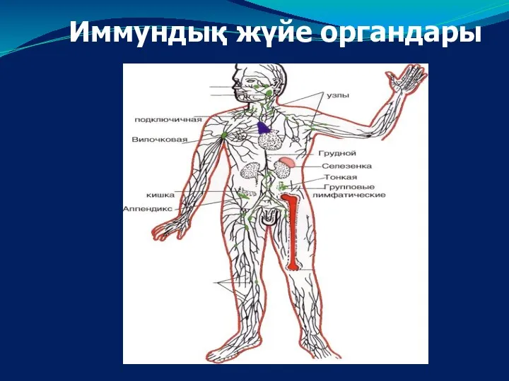 Иммундық жүйе органдары