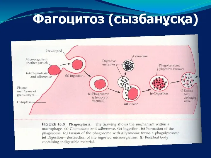 Фагоцитоз (сызбанұсқа)