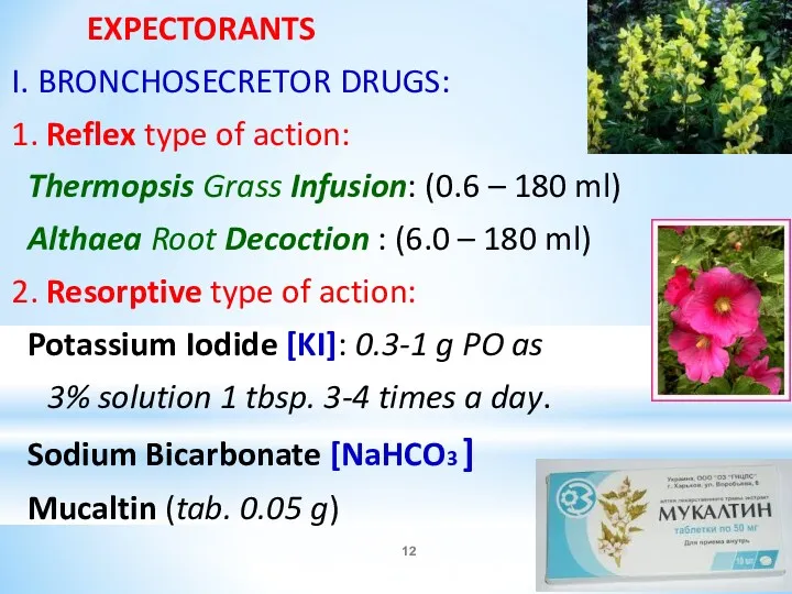 EXPECTORANTS I. BRONCHOSECRETOR DRUGS: 1. Reflex type of action: Thermopsis Grass Infusion: (0.6