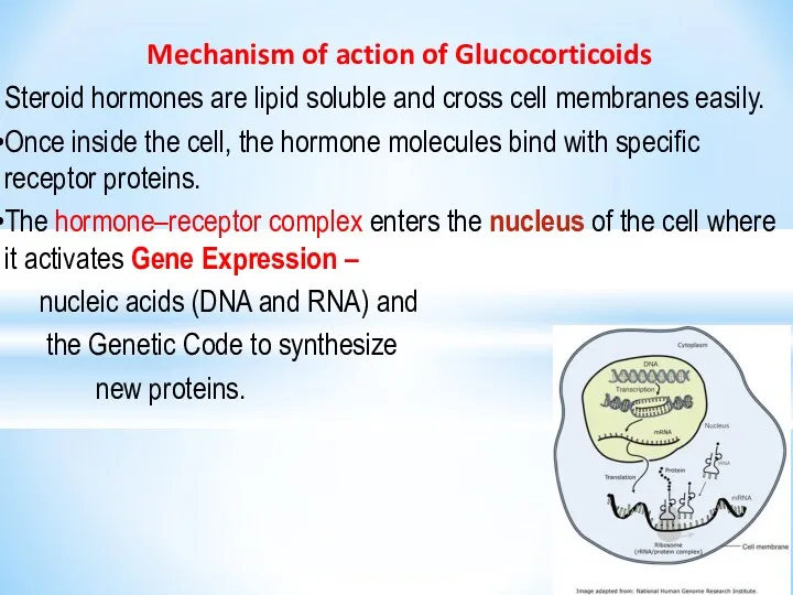 Mechanism of action of Glucocorticoids Steroid hormones are lipid soluble and cross cell