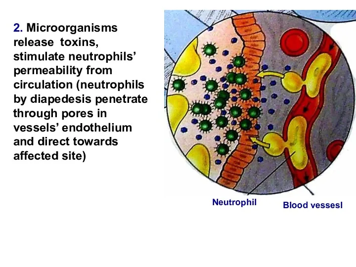 2. Microorganisms release toxins, stimulate neutrophils’ permeability from circulation (neutrophils