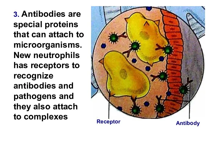 3. Antibodies are special proteins that can attach to microorganisms.