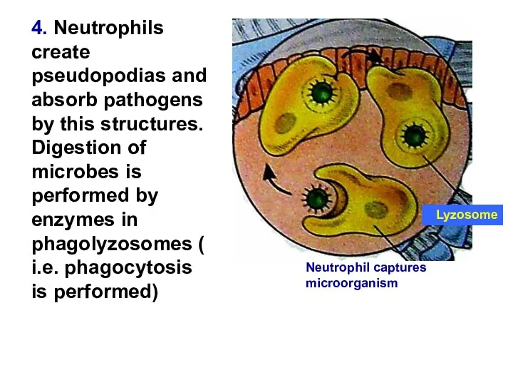 4. Neutrophils create pseudopodias and absorb pathogens by this structures.