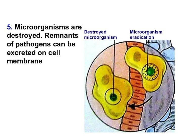 5. Microorganisms are destroyed. Remnants of pathogens can be excreted