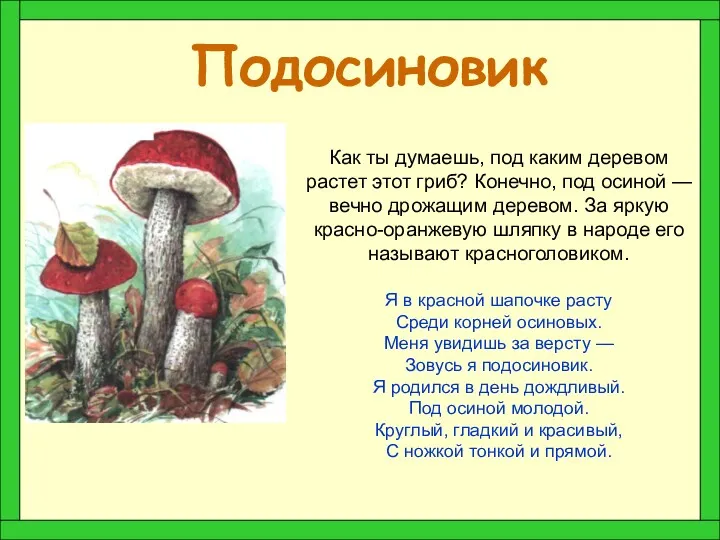 Подосиновик Как ты думаешь, под каким деревом растет этот гриб?