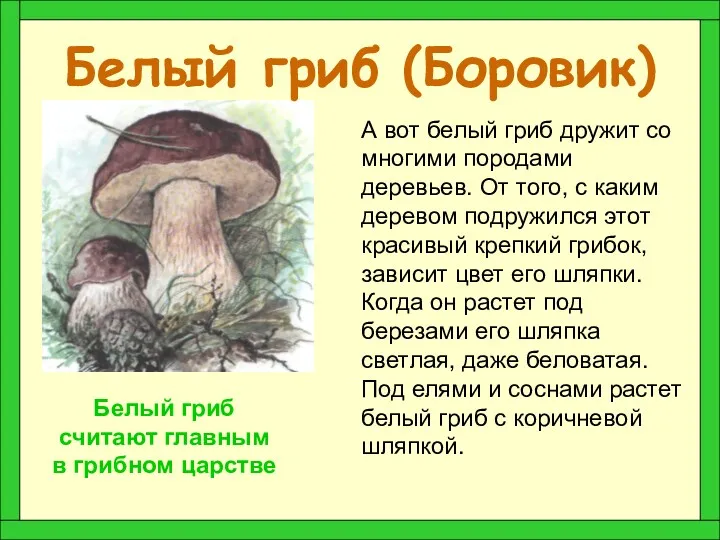 Белый гриб (Боровик) А вот белый гриб дружит со многими
