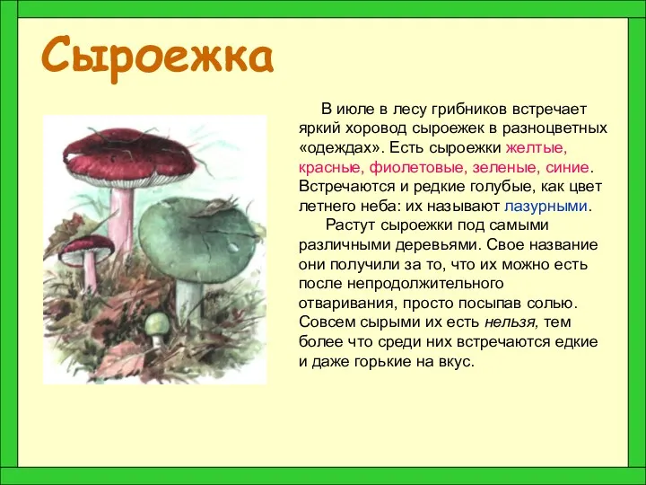 Сыроежка В июле в лесу грибников встречает яркий хоровод сыроежек