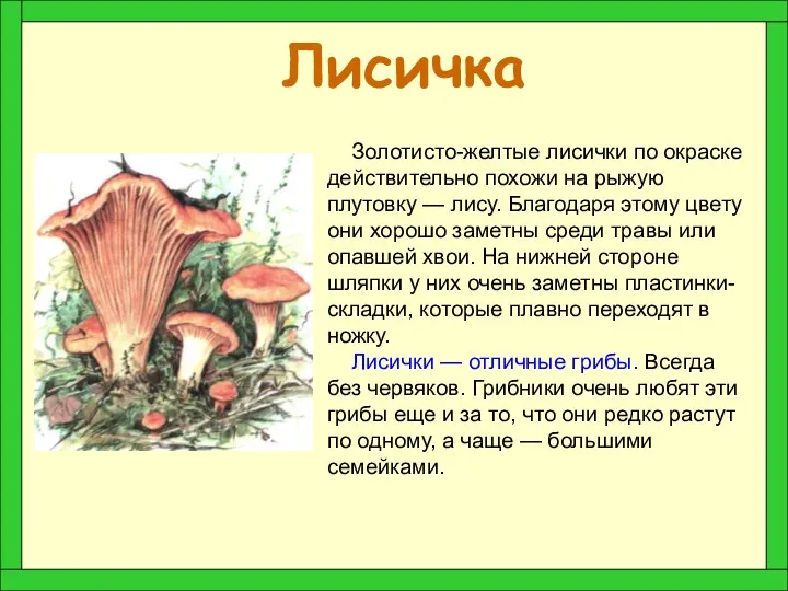 Лисичка Золотисто-желтые лисички по окраске действительно похожи на рыжую плутовку