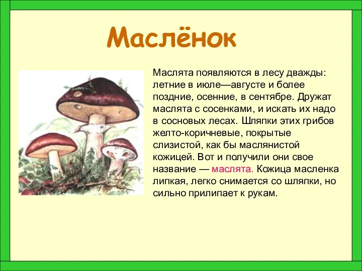 Маслёнок Маслята появляются в лесу дважды: летние в июле—августе и