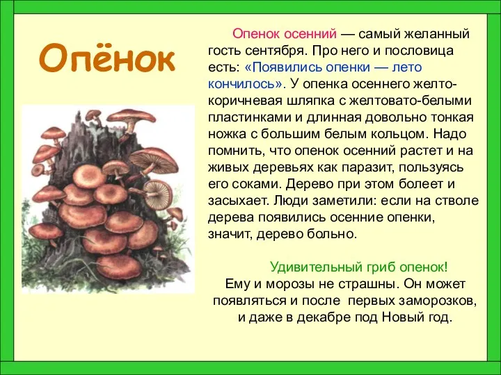 Опёнок Опенок осенний — самый желанный гость сентября. Про него