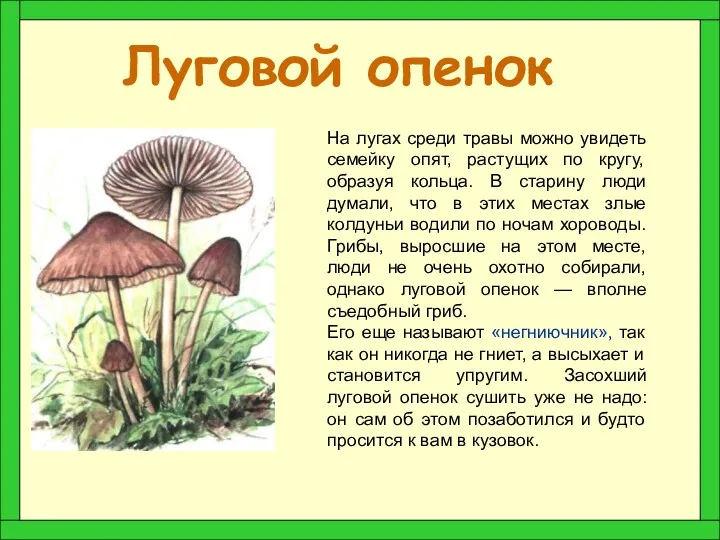 Луговой опенок На лугах среди травы можно увидеть семейку опят,