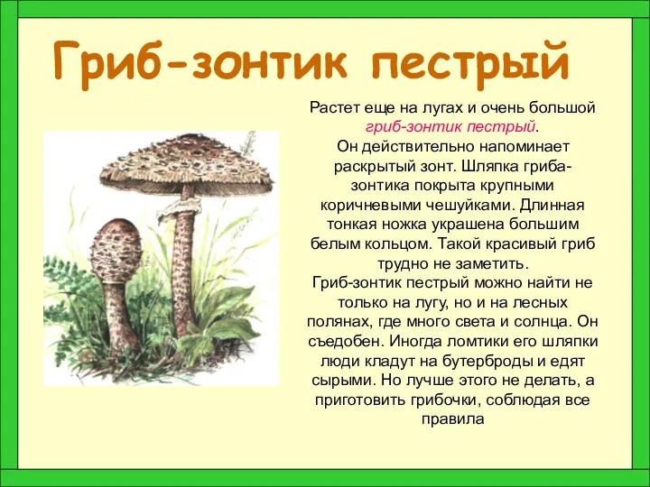 Гриб-зонтик пестрый Растет еще на лугах и очень большой гриб-зонтик