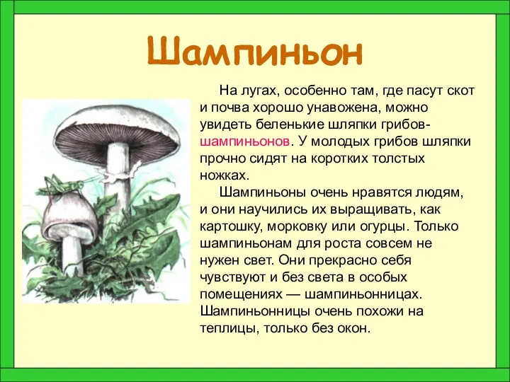 Шампиньон На лугах, особенно там, где пасут скот и почва