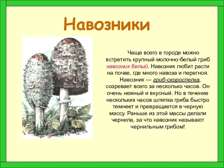 Навозники Чаще всего в городе можно встретить крупный молочно-белый гриб