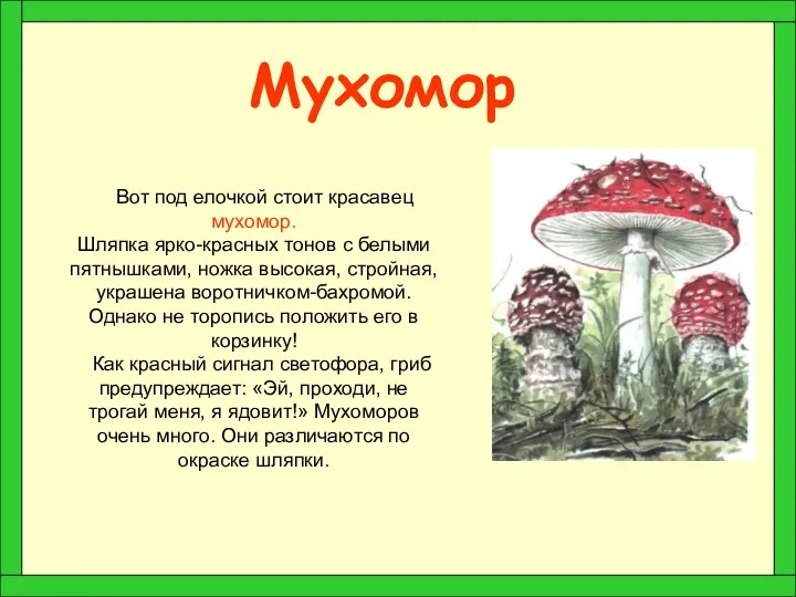 Мухомор Вот под елочкой стоит красавец мухомор. Шляпка ярко-красных тонов