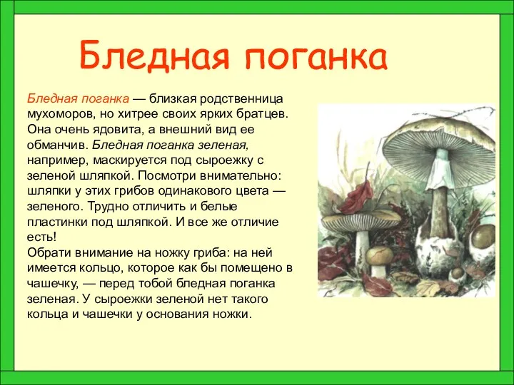 Бледная поганка Бледная поганка — близкая родственница мухоморов, но хитрее