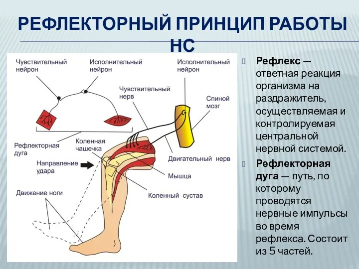 РЕФЛЕКТОРНЫЙ ПРИНЦИП РАБОТЫ НС Рефлекс — ответная реакция организма на