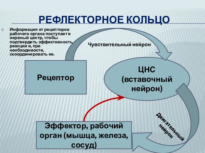 РЕФЛЕКТОРНОЕ КОЛЬЦО Информация от рецепторов рабочего органа поступает в нервный