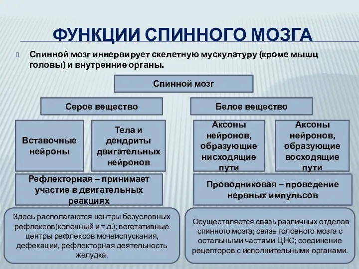 ФУНКЦИИ СПИННОГО МОЗГА Спинной мозг иннервирует скелетную мускулатуру (кроме мышц