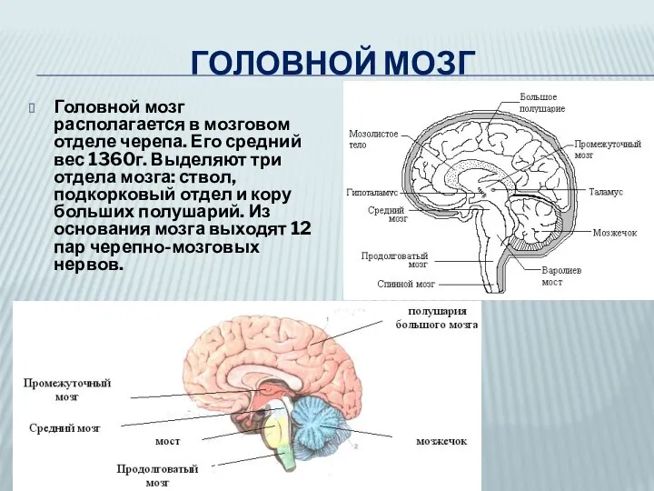 ГОЛОВНОЙ МОЗГ Головной мозг располагается в мозговом отделе черепа. Его