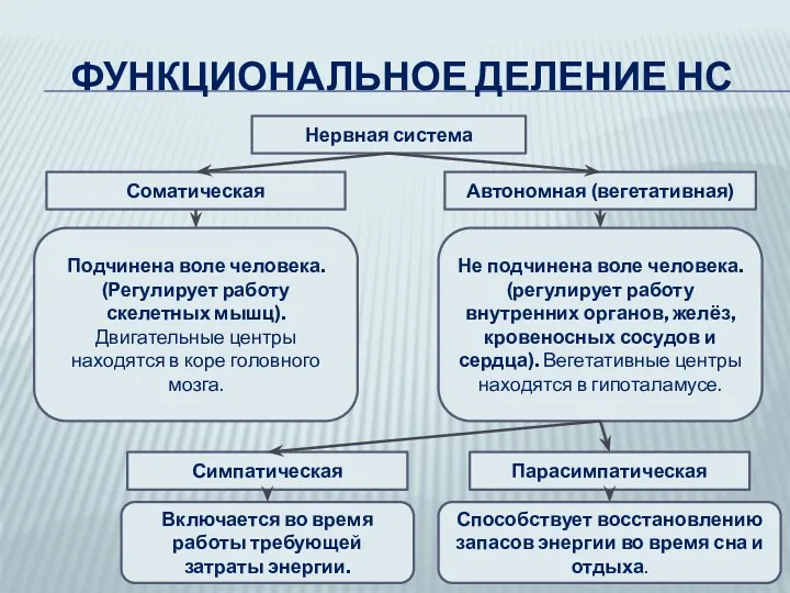 ФУНКЦИОНАЛЬНОЕ ДЕЛЕНИЕ НС Нервная система Соматическая Автономная (вегетативная) Подчинена воле