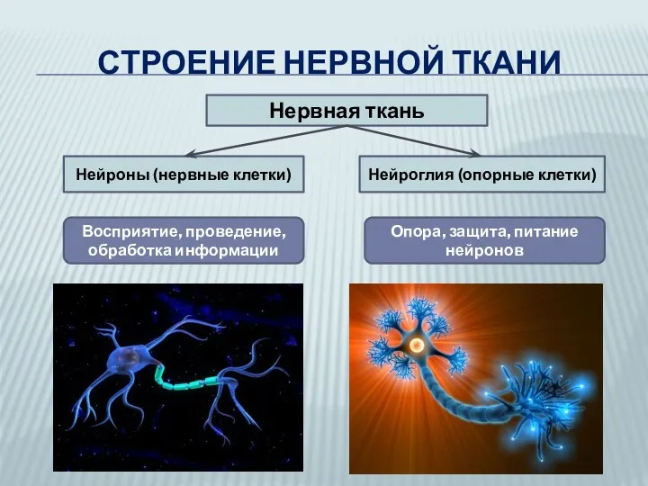 СТРОЕНИЕ НЕРВНОЙ ТКАНИ Нервная ткань Нейроны (нервные клетки) Нейроглия (опорные