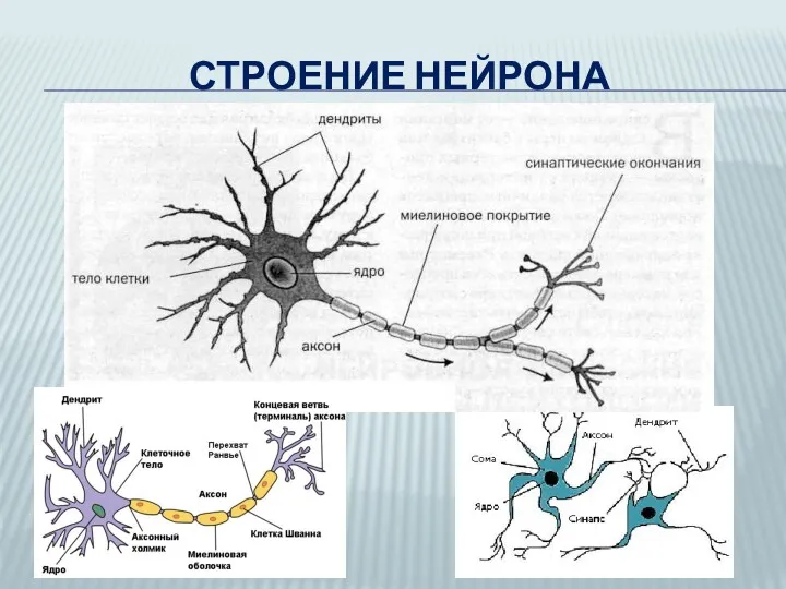 СТРОЕНИЕ НЕЙРОНА