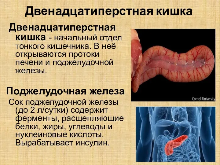 Двенадцатиперстная кишка Двенадцатиперстная кишка - начальный отдел тонкого кишечника. В