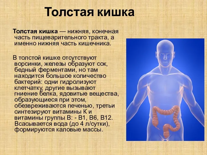 Толстая кишка Толстая кишка — нижняя, конечная часть пищеварительного тракта,