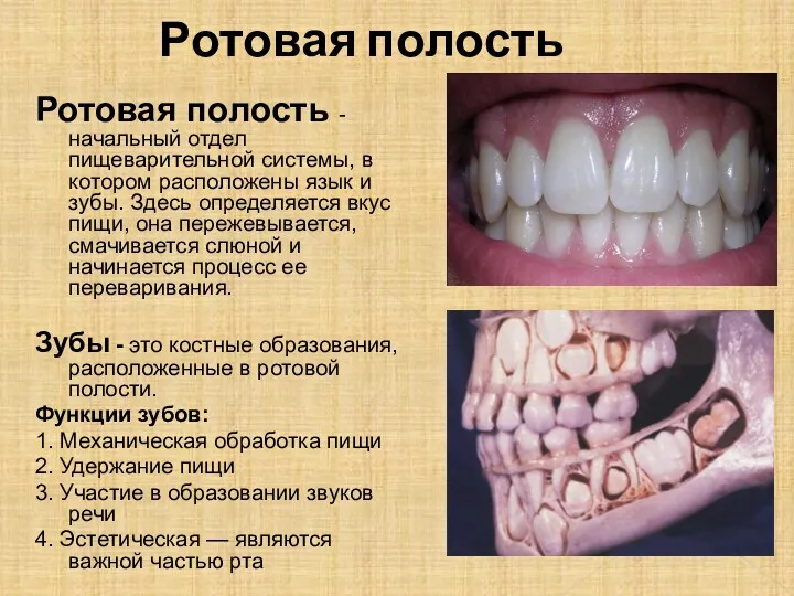 Ротовая полость Ротовая полость - начальный отдел пищеварительной системы, в