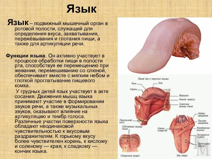 Язык Язык – подвижный мышечный орган в ротовой полости, служащий