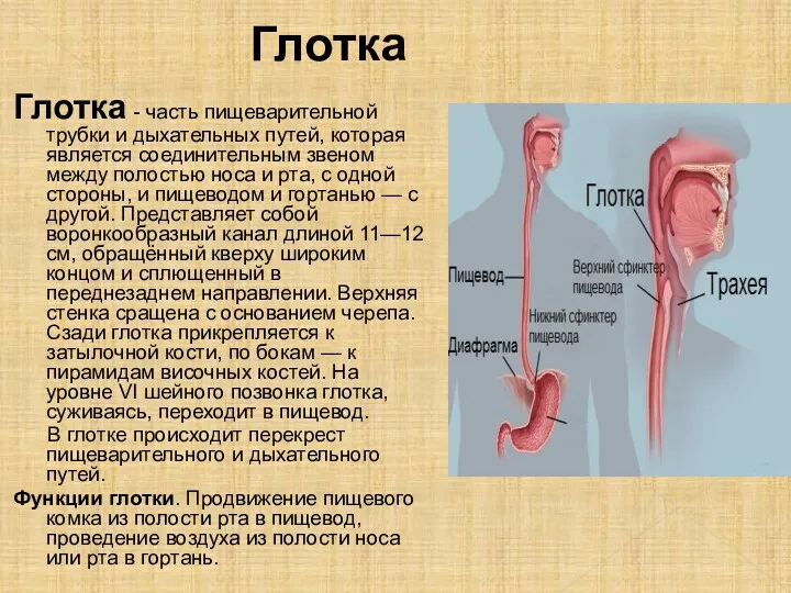 Глотка Глотка - часть пищеварительной трубки и дыхательных путей, которая