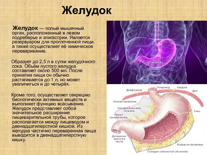 Желудок Желудок — полый мышечный орган, расположенный в левом подреберье