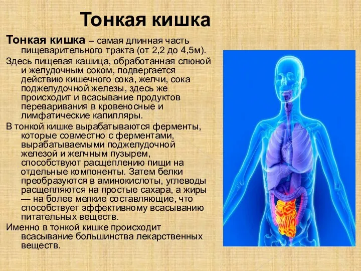 Тонкая кишка Тонкая кишка – самая длинная часть пищеварительного тракта