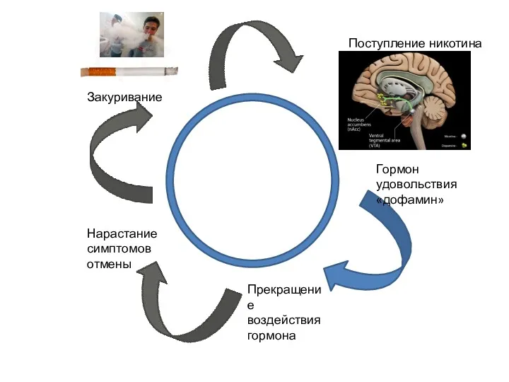 Поступление никотина Гормон удовольствия «дофамин» Прекращение воздействия гормона Нарастание симптомов отмены Закуривание