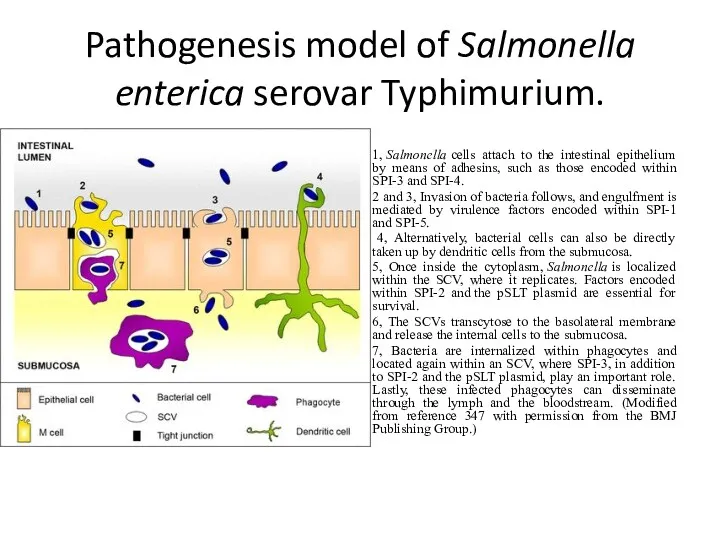 Pathogenesis model of Salmonella enterica serovar Typhimurium. 1, Salmonella cells