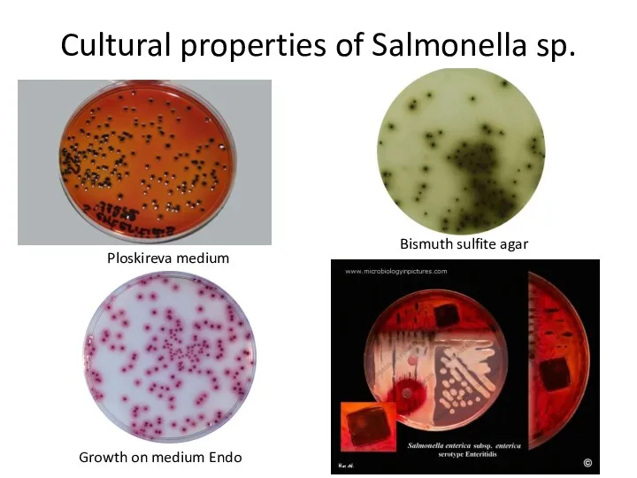 Cultural properties of Salmonella sp. Bismuth sulfite agar Ploskireva medium Growth on medium Endo
