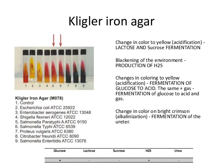 Kligler iron agar Change in color to yellow (acidification) -