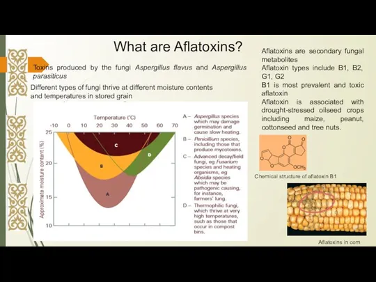 Toxins produced by the fungi Aspergillus flavus and Aspergillus parasiticus