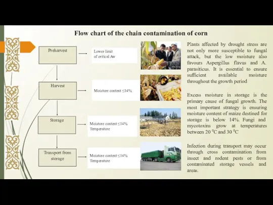 Flow chart of the chain contamination of corn Plants affected